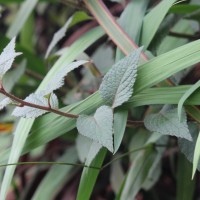 Acilepis gardneri (Thwaites) H.Rob. & Skvarla